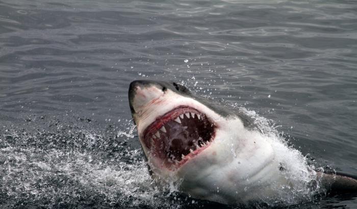 Terrore a Cape Cod: squali bianchi minacciano i bagnanti