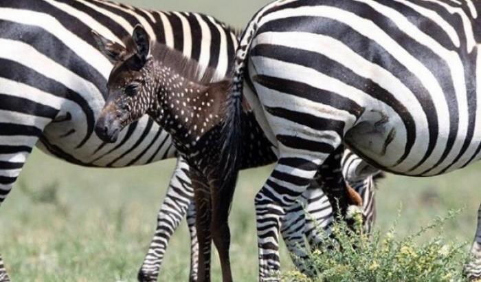 Evento eccezionale in Kenya: è nata una zebra a pois