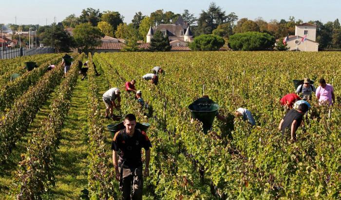 Caporalato in Francia come in Italia: bulgari schiavizzati nelle vigne del Beaujolais