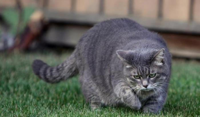Segnalati due casi di trasmissione Covid uomo-gatto in Gran Bretagna
