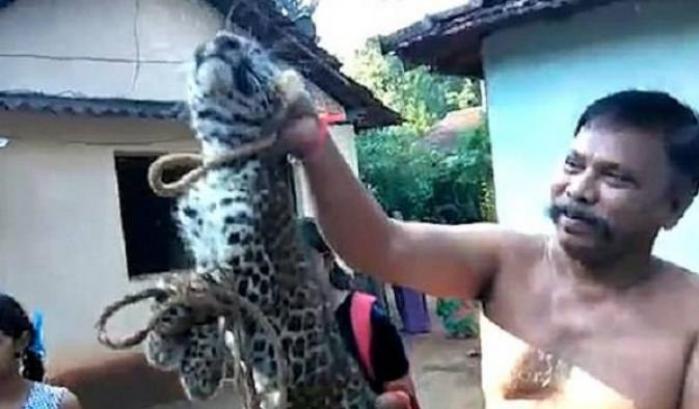 Maltrattano un cucciolo di leopardo: il video diventa virale e indigna la Rete