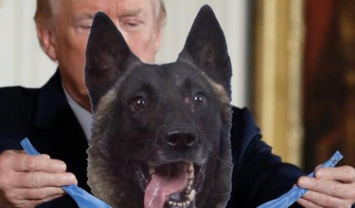 La foto fake del cane-eroe, Twitter si scatena contro Trump