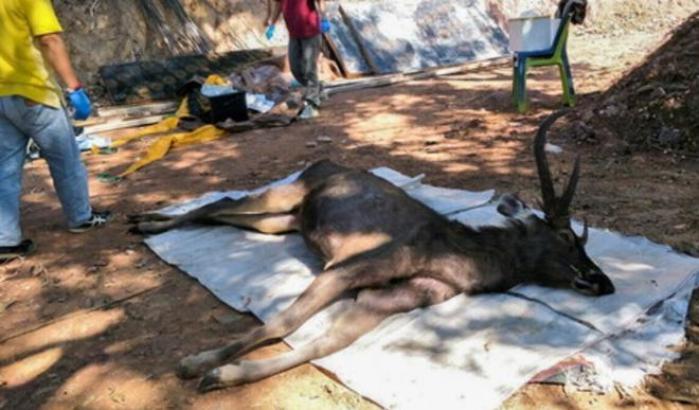 Un cervo è stato trovato morto con 7 chili di plastica nello stomaco