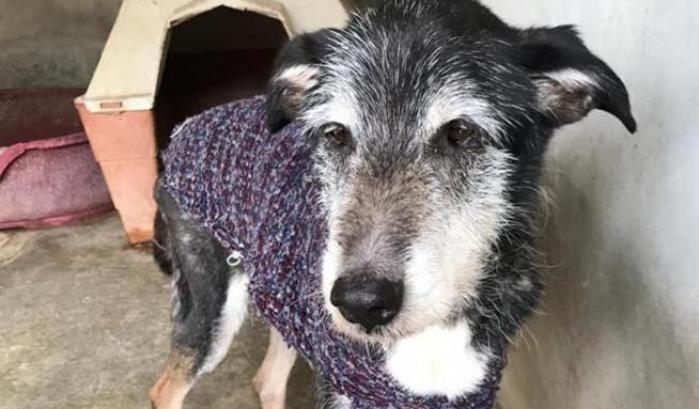 Per Natale maglioni per i cani anziani del canile teramano: l'iniziativa di una magliaia