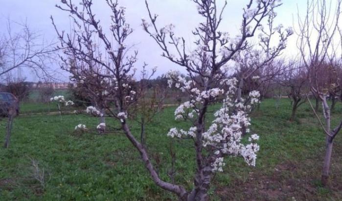 Il clima è impazzito, in Puglia i peri sono in fiore