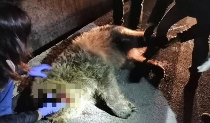 Mamma orsa investita e uccisa nella notte di Natale nell'Aquilano