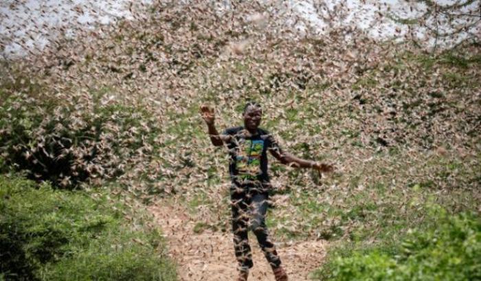 L'invasione di locuste mette in ginocchio la Somalia: dichiarato lo stato di emergenza