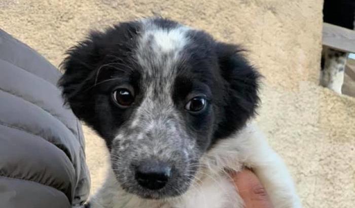 Storia a lieto fine: cinque giorni in un pozzo pieno d'acqua per un cucciolo di cane salvato nell'Agrigentino