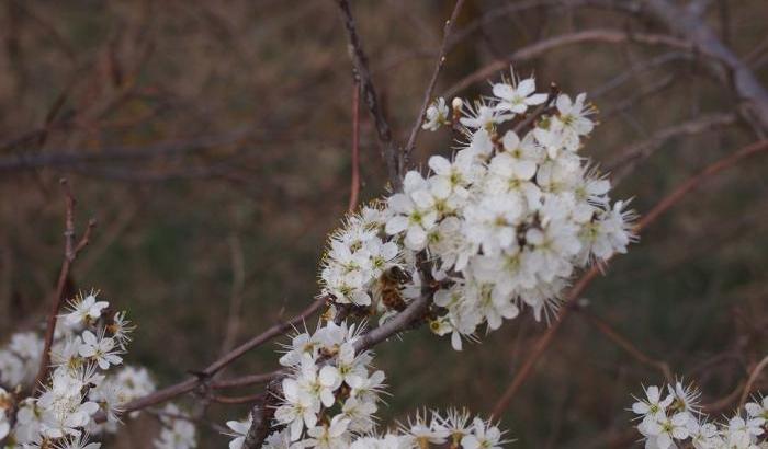 00055527-inverno-caldo Inverno caldo