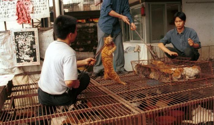 La richiesta all'Oms: "Bloccare i mercati di animali vivi per prevenire altre pandemie"