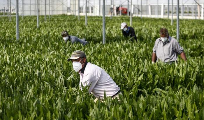 0005633E-lavoratori-nell-agricoltura Lavoratori nell'agricoltura
