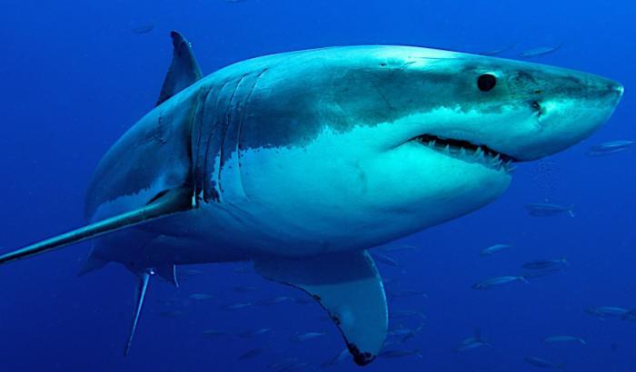 Nonostante il lockdown va a surfare: ucciso da uno squalo bianco in California