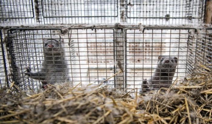 In Olanda abbattuti migliaia di visoni infettati dal Covid-19