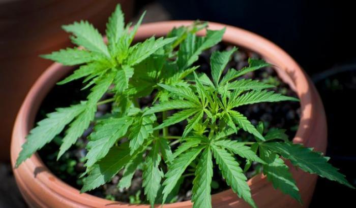 Sedici parlamentari hanno ammesso di coltivare cannabis in casa: "La legalizzazione porta solo benefici"