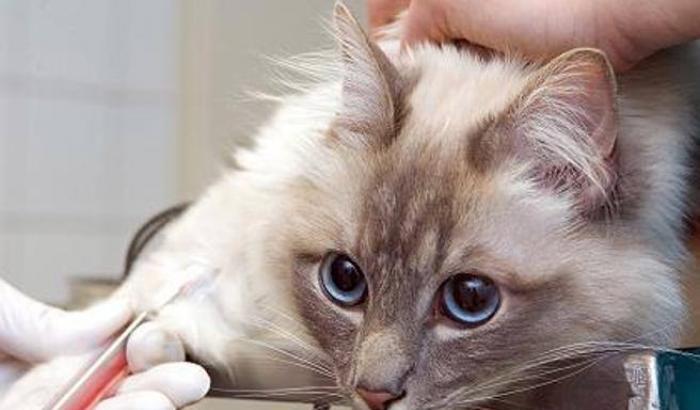 Il veterinario rassicura: "Il Lyssavirus è rarissimo, non c'è nessun allarme per i gatti"