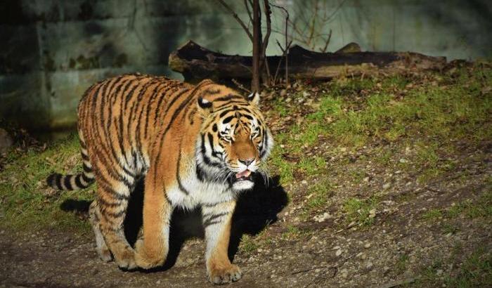 Incidente allo zoo di Zurigo: una tigre aggredisce e uccide una inserviente