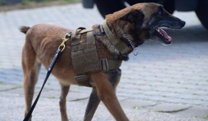 L'esercito tedesco sta addestrando i cani a fiutare il Coronavirus