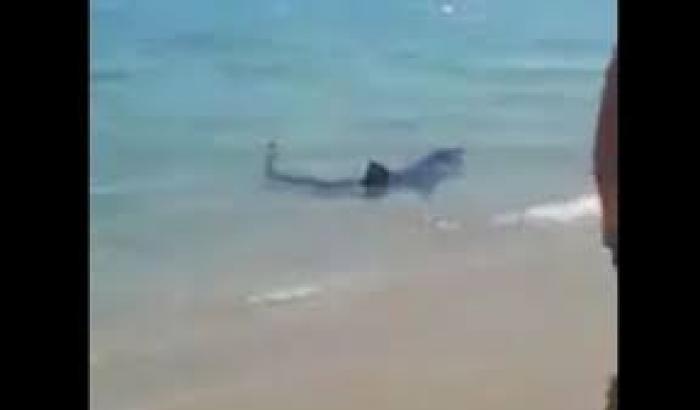 Uno squalo arriva fino alla riva: un poliziotto salva un bambino