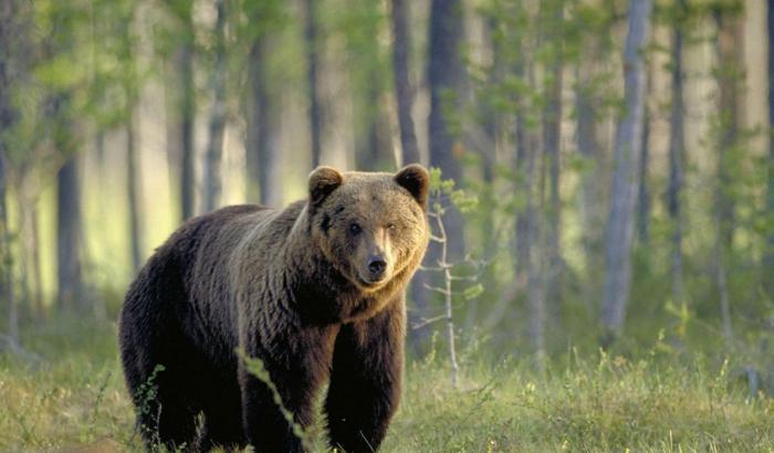 La nuova fuga dell'orso M49: scappato dal recinto in Trentino