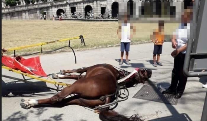 Reggia Caserta, un cavallo che trasportava i turisti muore per il caldo ancora legato alla carrozza