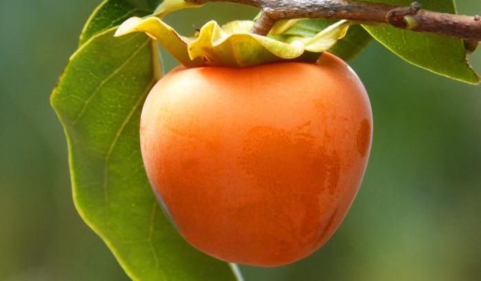 00057DFB-cachi Cachi