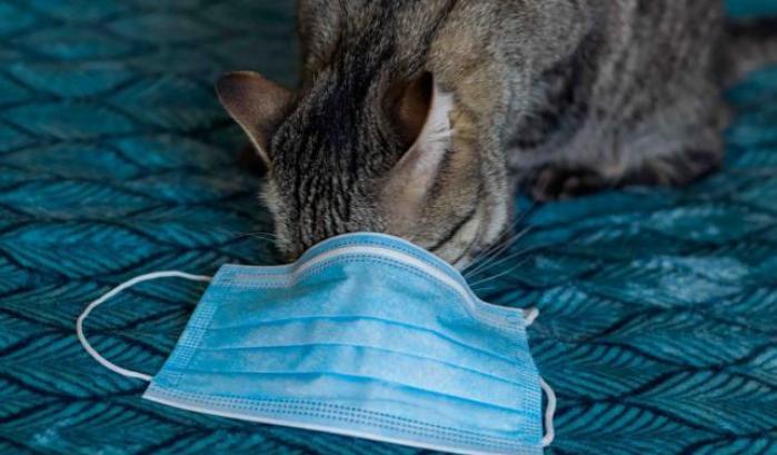 I gatti sono suscettibili al contagio da Covid: la conferma da uno studio spagnolo