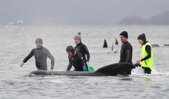 Strage di balene in Tasmania, centinaia sono spiaggiate
