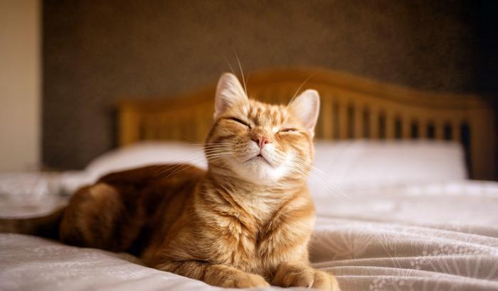 La scoperta: i gatti sviluppano anticorpi anti Covid senza ammalarsi