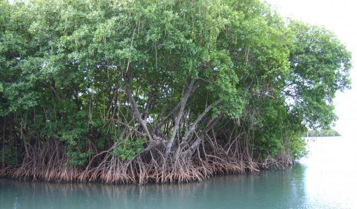 Bolsonaro dichiara guerra alle mangrovie: aboliti i regolamenti di protezione delle foreste