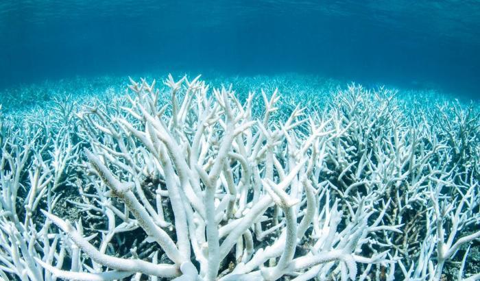 Stiamo cancellando la Grande barriera corallina: in 30 anni ha perso metà dei suoi coralli