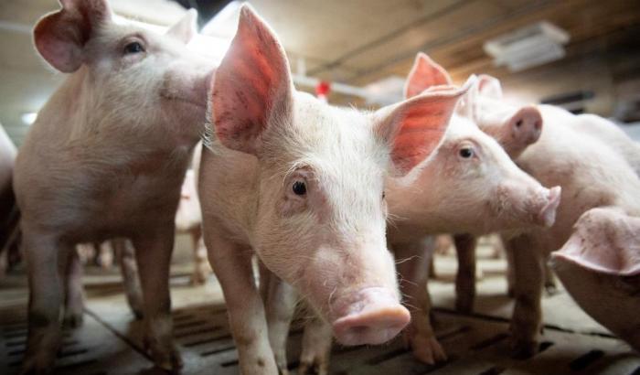 0005877F-maiali Maiali