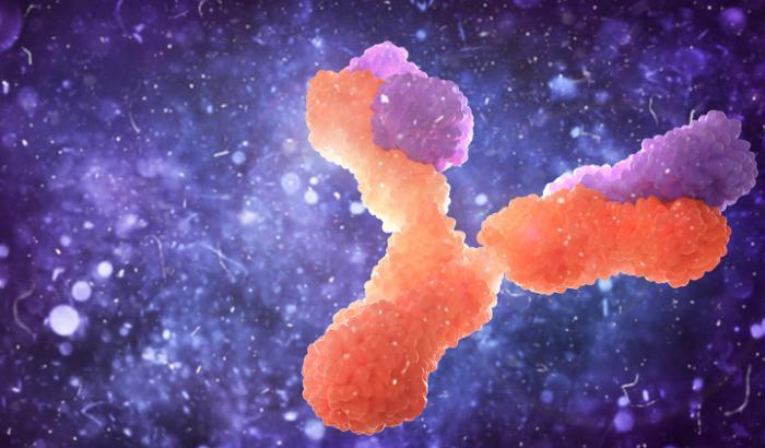 Lo studio: alcuni anticorpi contro il Coronavirus sono più persistenti di altri