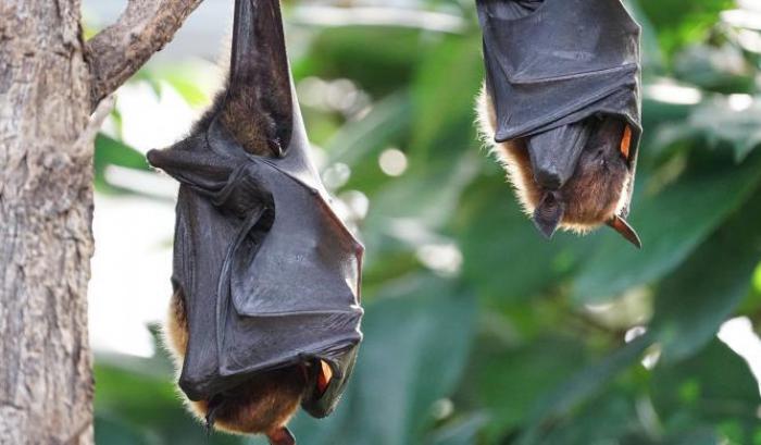 Trovati nei pipistrelli due virus parenti al Sars-Cov-2: preoccupazione per i risultati di una ricerca