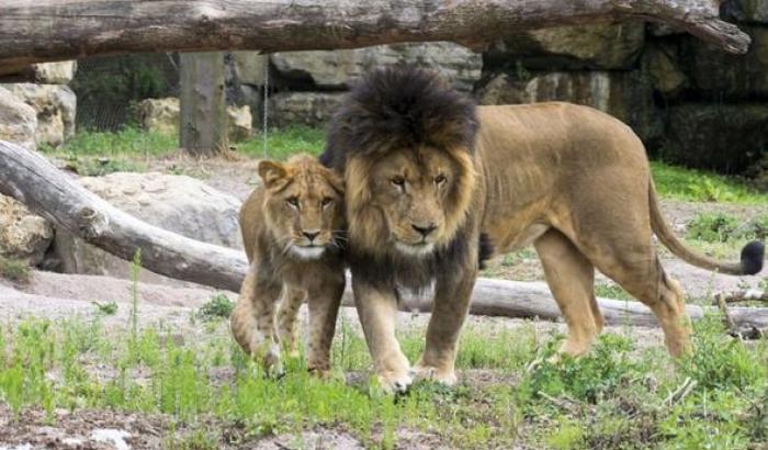 Quattro leoni dello zoo di Barcellona positivi al Coronavirus