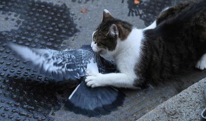Il gatto Larry attacca un piccione a Downing Street