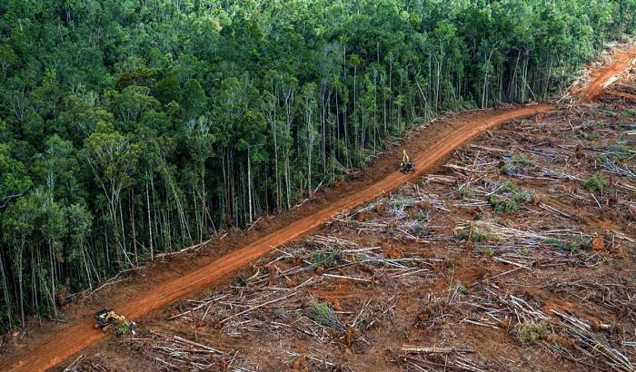 La deforestazione dell'Amazzonia mai così intensa negli ultimi 12 anni
