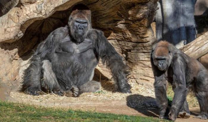 Gorilla dello zoo di san Diego