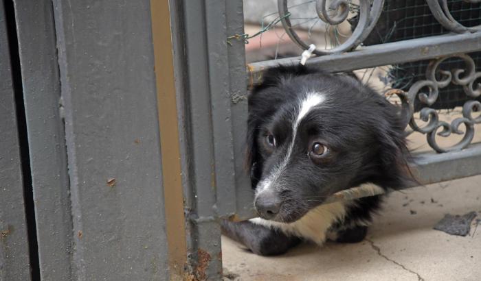 Il padrone &egrave; ricoverato da novembre, il cane lo aspetta tutte le mattine davanti alla porta