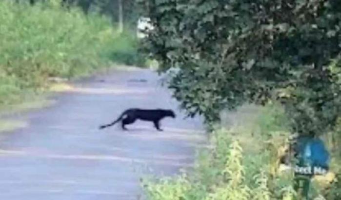 Avvistata una pantera nel barese: il sindaco vieta gite e scampagnate