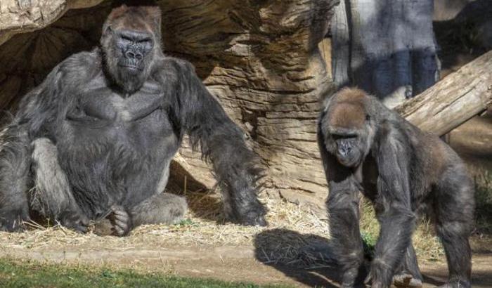 Vaccinate allo zoo di San Diego nove grandi scimmie: sono i primi animali al mondo ad essere immunizzati