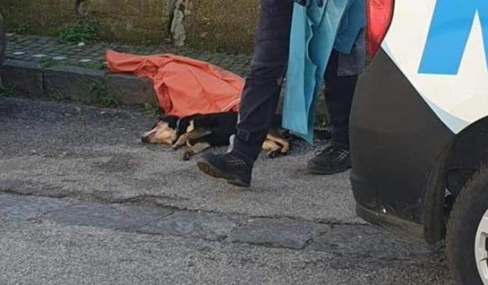 Il cane ucciso a Somma Vesuviana