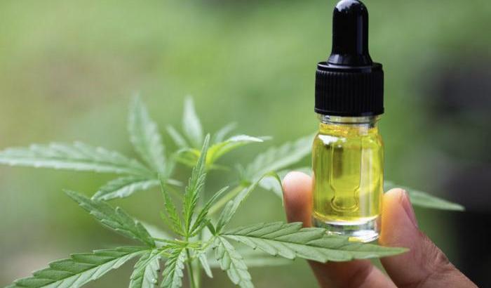 Svizzera e CBD: quali sono le regole?