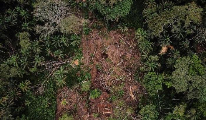 Foresta tropicale distrutta