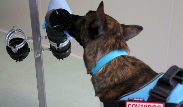Cani addestrati per fiutare il Covid: nuovo progetto del Campus Bio-Medico di Roma
