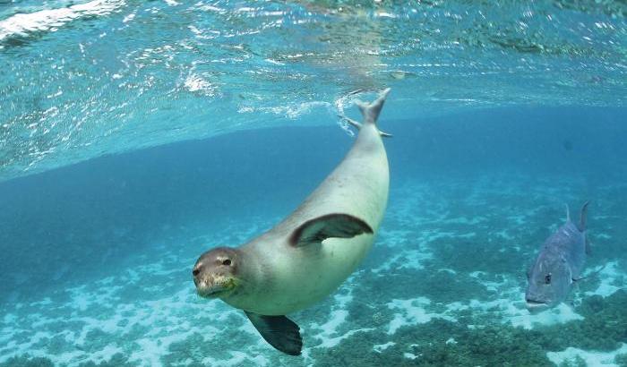 Sembra un miracolo: avvistata una foca monaca nel mare della Calabria dopo 10 anni