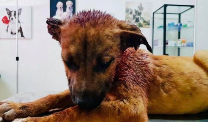 Il cane mutilato a Ragusa