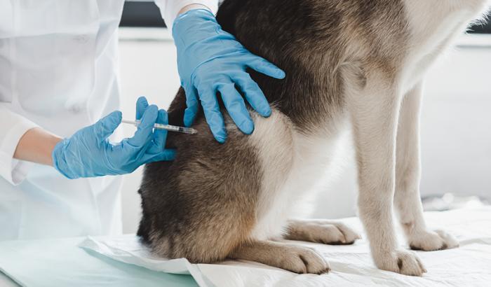 0005AE51-vaccino-animali Vaccino animali