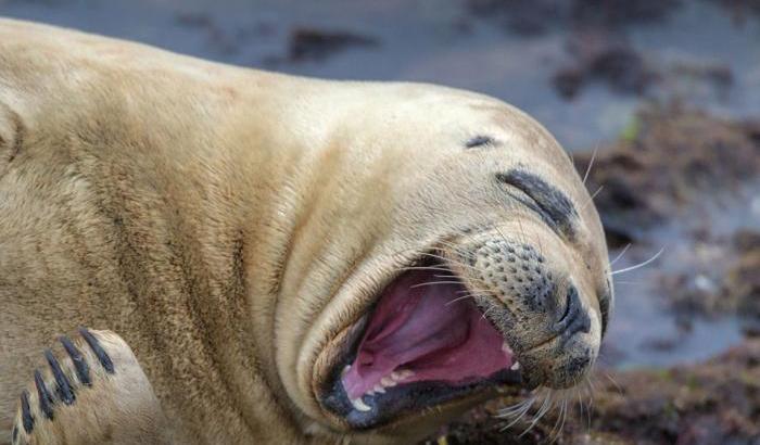 La risata di una foca