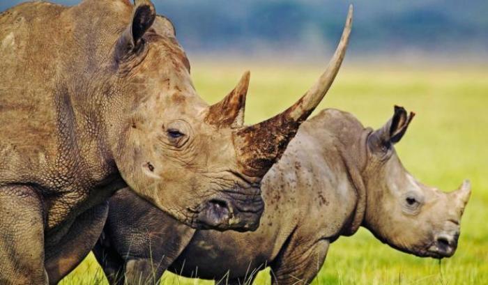Lotta al bracconaggio per evitare l'estinzione dei rinoceronti