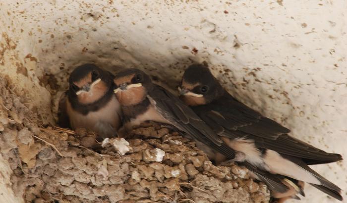 Strage di uccelli in Sicilia: la colpa è del grande caldo